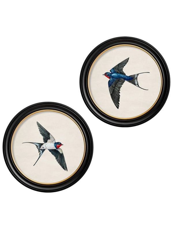 Exceptional Art c.1875 Swallows in Round Frames