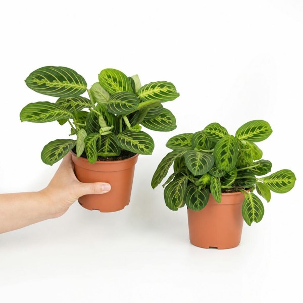 Maranta Leuconeura Prayer Plant 12cm - Beautiful Tricolour Indoor Foliage - Nursery Pot - 2