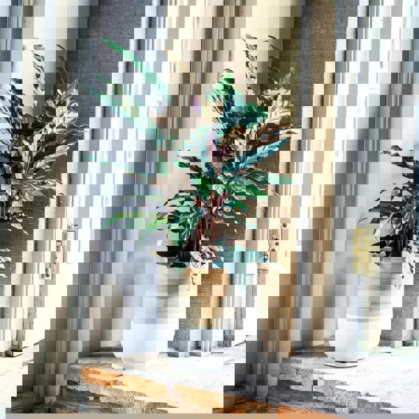 #color_white