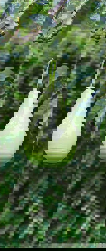 Luxform Solar Pear Light