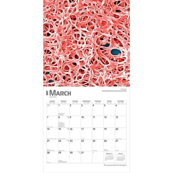 Microscopic World of Innerspace Calendar 2027, Wall Calendars, Month To View, Natural World, Gift