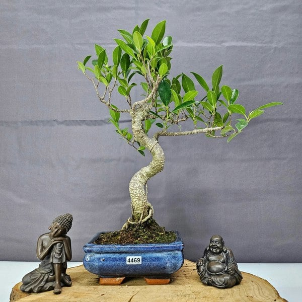 Yorkshire Bonsai Ficus Microcarpa (Banyan Fig) Indoor Bonsai Tree | Shaped | In 15cm Pot