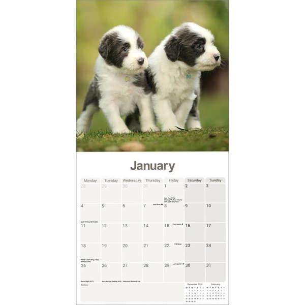 Bearded Collie Calendar 2027, Wall Calendars, Month To View, Dogs, Gift