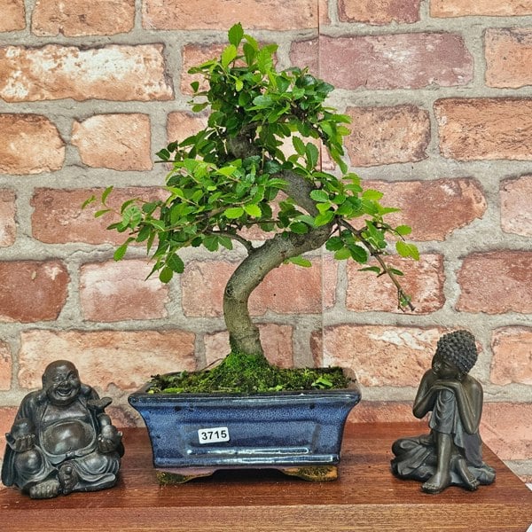 Yorkshire Bonsai Chinese Elm (Ulmus Parvifolia) Bonsai Tree | Shaped | In 15cm Pot
