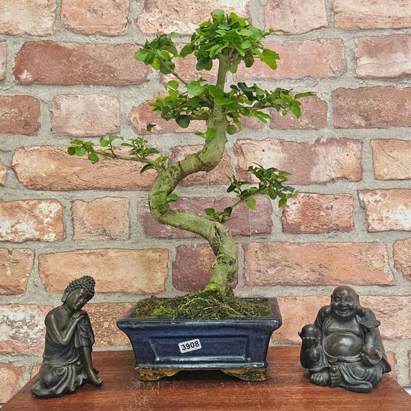 Yorkshire Bonsai Chinese Privet (Ligustrum Sinense) Bonsai Tree | Shaped | In 15cm Pot - 3908