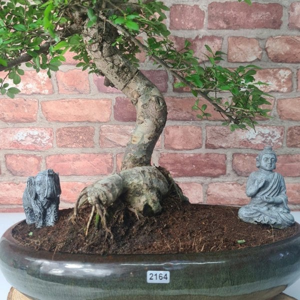 Large Chinese Elm (Ulmus Parvifolia) Bonsai Tree | Shaped | In 35cm Pot - Yorkshire Bonsai