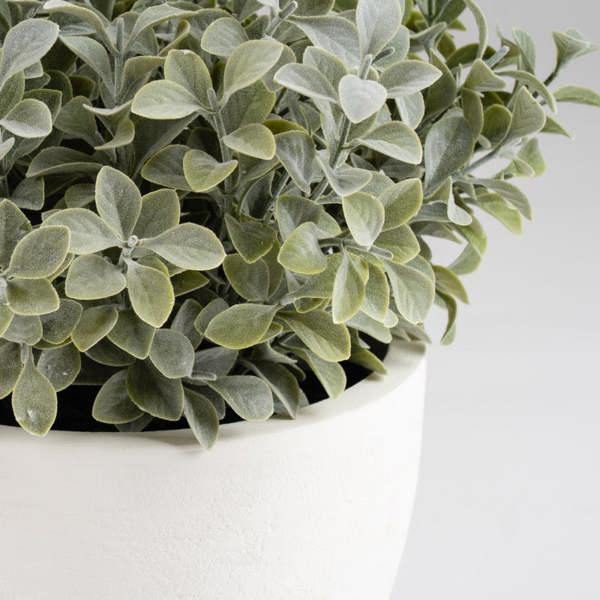 Scottish Everlastings 37cm Foliage in Footed Pot