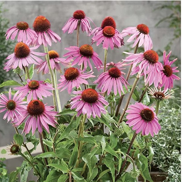 coneflower seeds echinacea purple coneflower heirloom