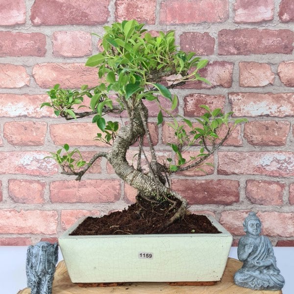 Ficus Microcarpa (Banyan Fig) Indoor Bonsai Tree | Shaped | In 25cm Pot