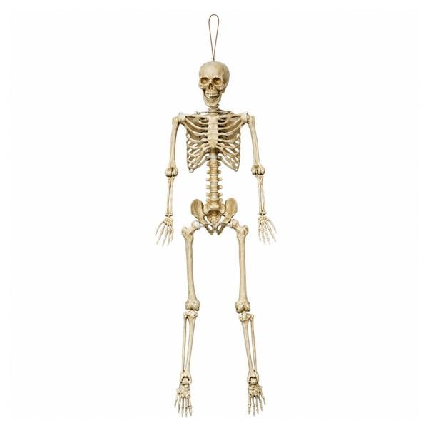 Samuel Alexander 5ft (1.52m) Posable Full Body Halloween Skeleton Decoration with Movable Joints