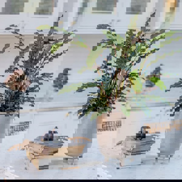 #color_oat