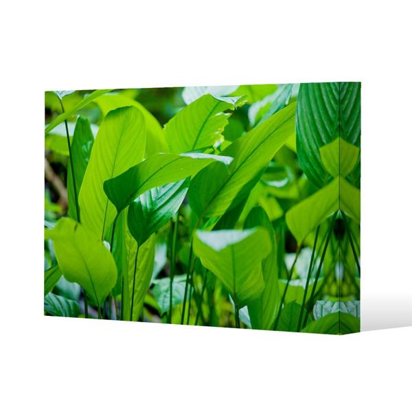 Benjamin Tate Design Green leaf background abstract of nature Slim Style Canvas Print  90x120cm , 15mm Slim Real wood.