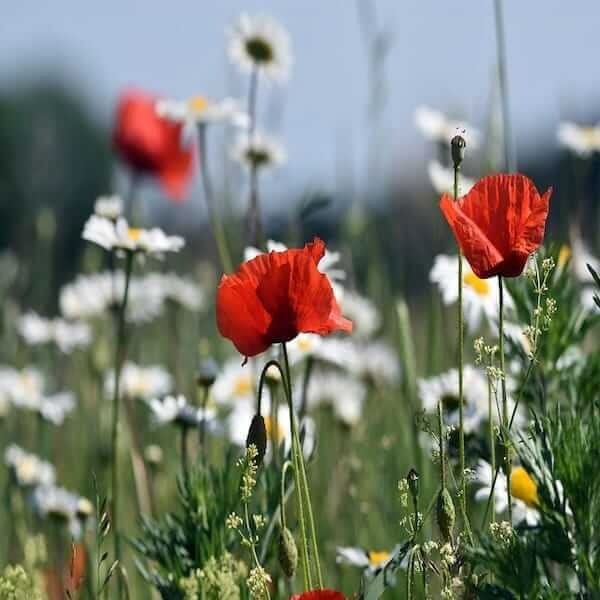 shade loving wildflower seed mixture