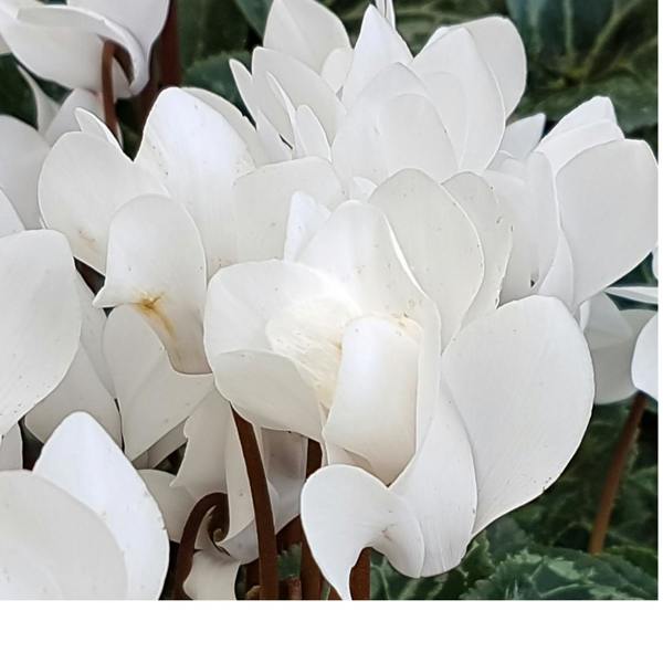 Cyclamen Silver Leaf White 10.5cm Pot Pack of 3 & 6 Flowering Outdoor Plants