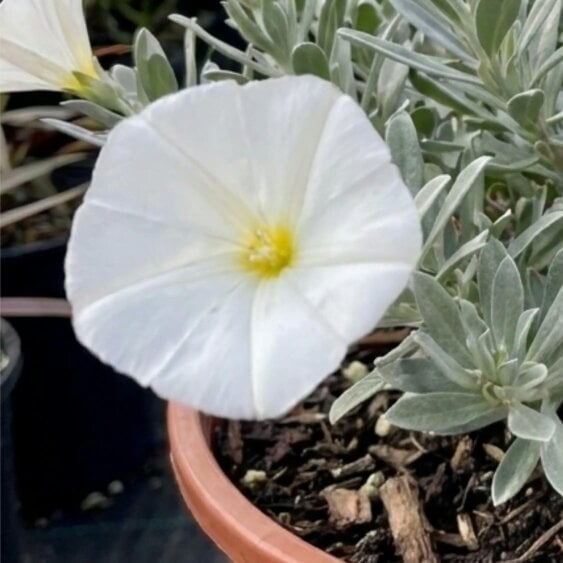 Convolvulus Cneorum Silver Bush 2L Pot – Hardy Evergreen Shrub with White Flowers