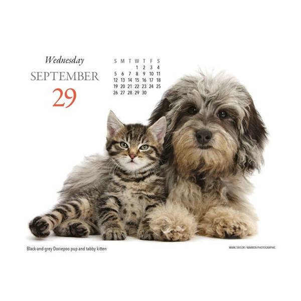 Puppies & Friends Desk Calendar 2027, Desk Calendars, Day To View, Dogs, Gift