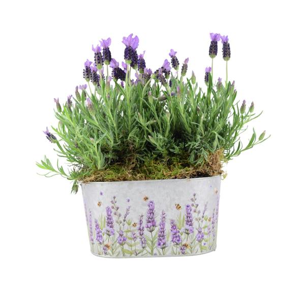 French Lavender Trough - Aromatic Purple Mediterranean Plant for Patios Plants By Post