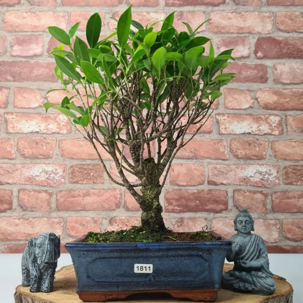 Yorkshire Bonsai Ficus Microcarpa (Banyan Fig) Indoor Bonsai Tree | Broom | In 20cm Pot