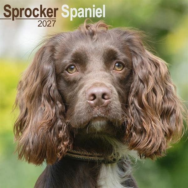 Sprocker Spaniel Calendar 2027, Wall Calendars, Month To View, Dogs, Gift