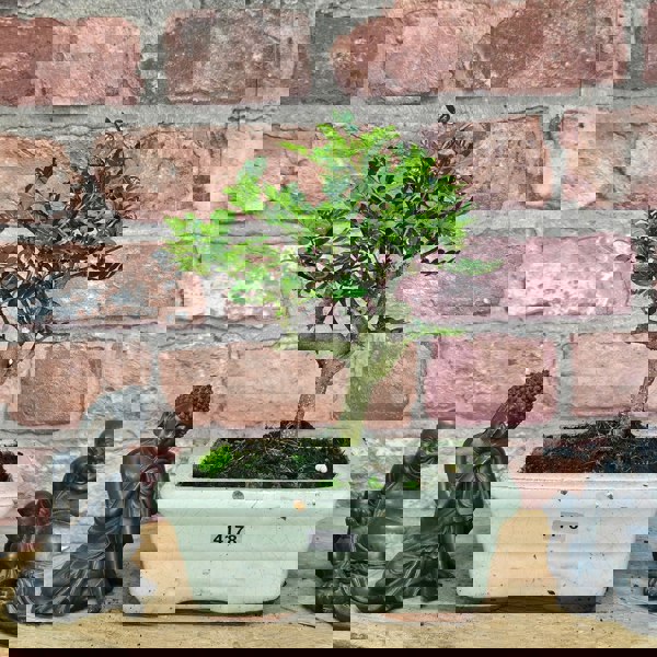 Yorkshire Bonsai Chinese Pepper (Zanthoxylum Pipertum) Bonsai Tree | Broom | In 15cm Pot