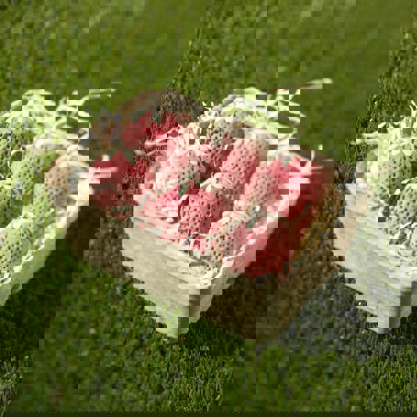 CHOC ON CHOC White Chocolate Strawberry Punnet