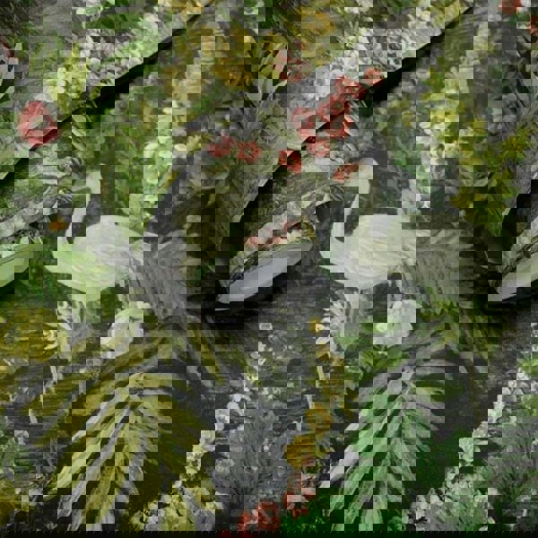 Forest Flight of The Cranes Wallpaper