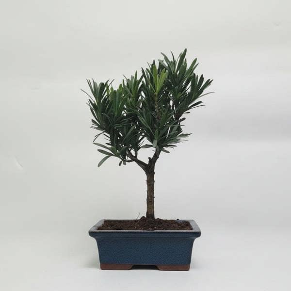 Yorkshire Bonsai Buddhist Pine (Podocarpus Micro) Bonsai Tree | Broom | In 20cm Pot