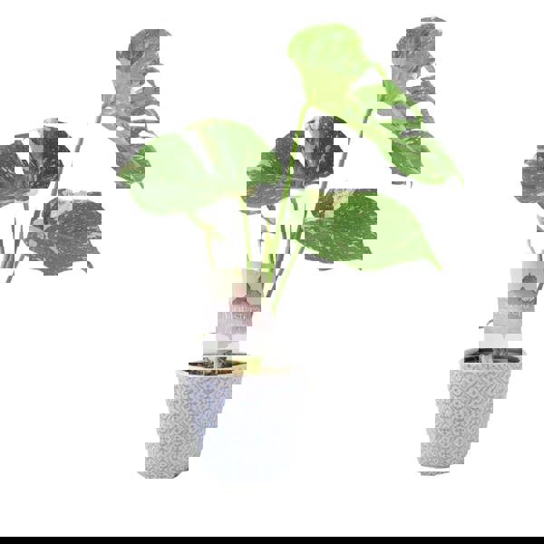 Monstera Thai Constellation – A Rare & Highly Sought-After Variegated Houseplant Plants By Post