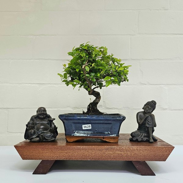 Yorkshire Bonsai Bird Plum (Sageretia) Bonsai Tree | Broom | In 15cm Pot
