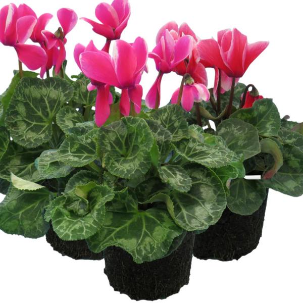 Large Cyclamen Bicolour Flame 1Ltr Pot Pack of 3 & 6 Flowering Plants Plants By Post