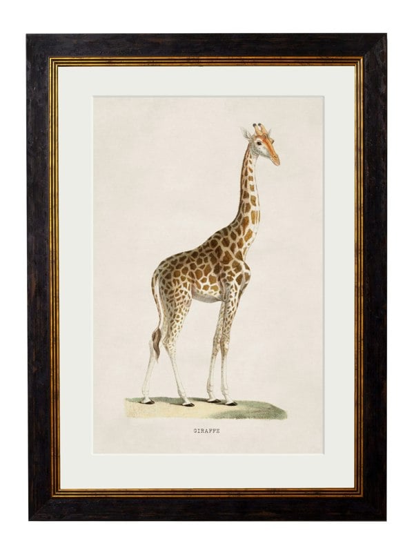 Exceptional Art c.1836 Giraffe