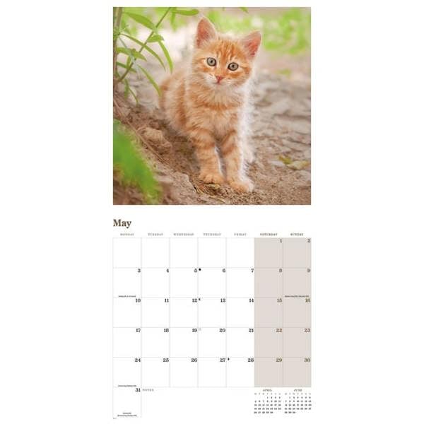 Ginger Cats Calendar 2027, Wall Calendars, Month To View, Cats, Gift