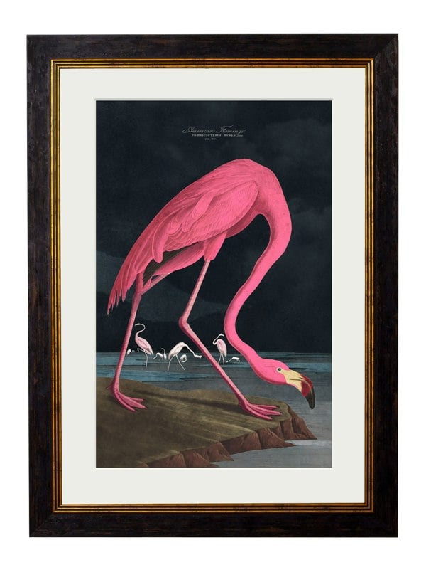 Exceptional Art c.1838 Audubon's Flamingo - Dark
