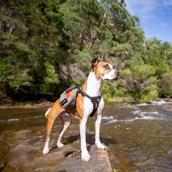 EzyDog Summit 2in1 Backpack and Harnesss