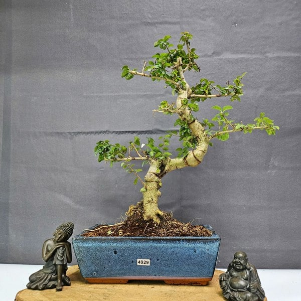 Yorkshire Bonsai Chinese Privet (Ligustrum Sinense) Bonsai Tree | Shaped | In 25cm Pot