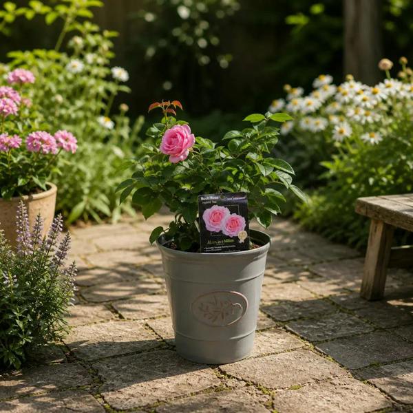 3L Mum In A Million Pink Rose Bush - Beautiful Flowering Plant Gift - Premium Plastic Olive Grey