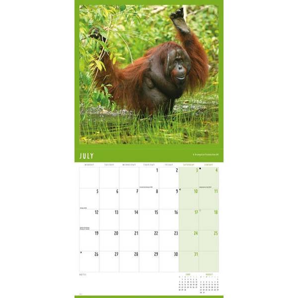 Orangutan Calendar 2027, Wall Calendars, Month To View, Animals, Gift