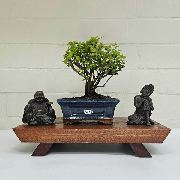 Yorkshire Bonsai Bird Plum (Sageretia) Bonsai Tree | Broom | In 15cm Pot