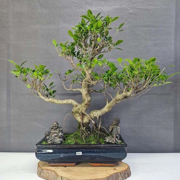 Yorkshire Bonsai Ficus Microcarpa (Banyan Fig) Large Indoor Bonsai Tree | Shaped | In 35cm Pot