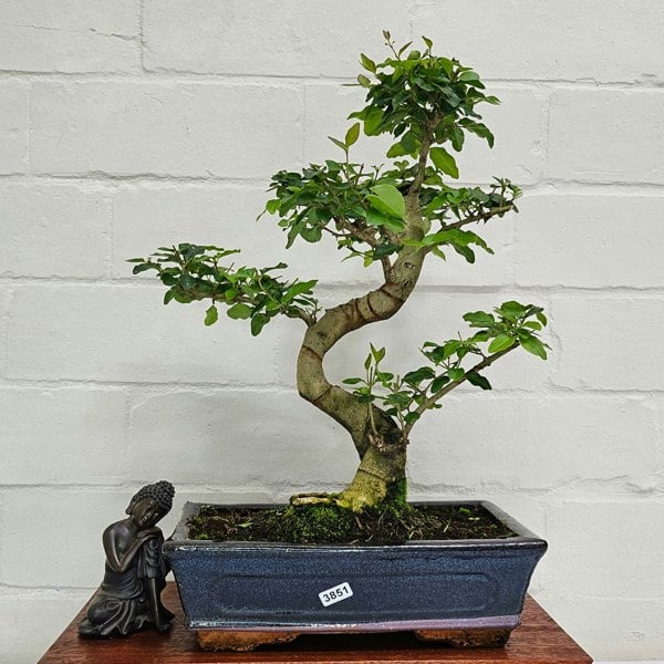Yorkshire Bonsai Chinese Privet (Ligustrum Sinense) Bonsai Tree | Shaped | In 25cm Pot