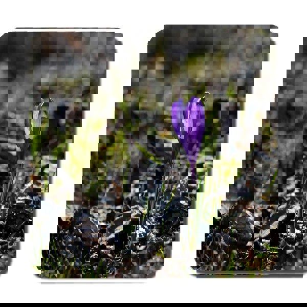 Benjamin Tate Design Purple crocus flowers, Colchicum, in a green grass meadow. Close up spring or autumn flower bloom in nature (Coaster)