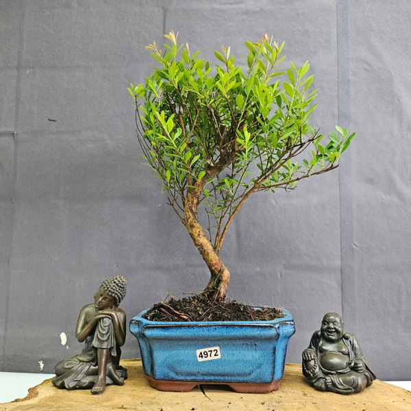 Yorkshire Bonsai Brush Cherry (Syzygium) Bonsai Tree | Broom | In 15cm Pot