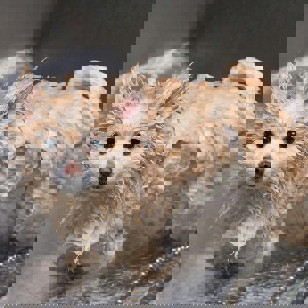 Monstershop Pet Dog Bath Steel Tub Washing Station 400mm