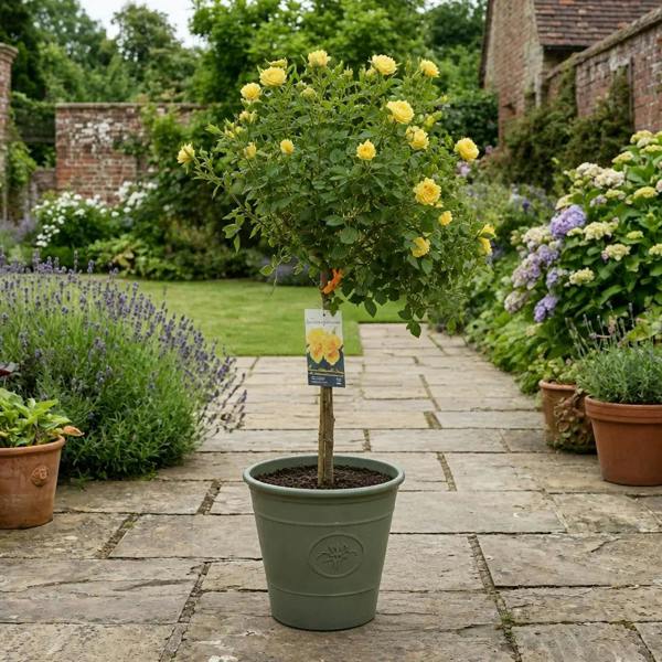 7.5L Standard Rose Tree Yellow 100-110cm | Elegant Flowering Garden Rose Plant Plants By Post