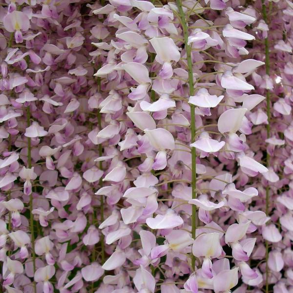Direct Plants Wisteria Sinensis Pink Climbing Plant Grafted 3-4ft Tall Large Supplied in a 3 Litre Pot