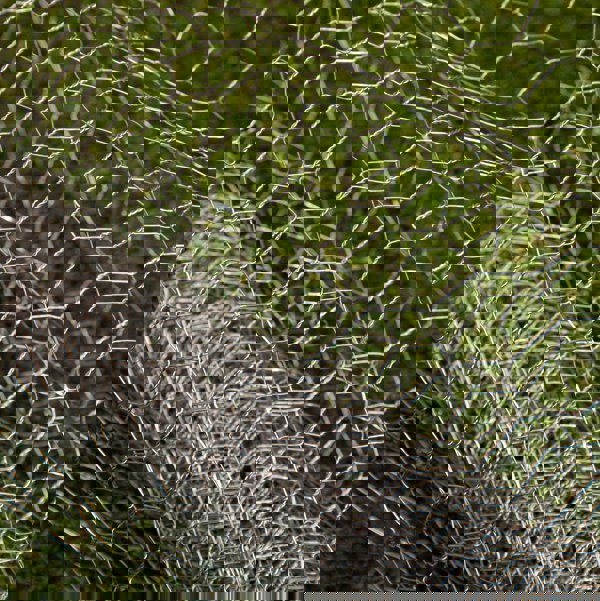 Samuel Alexander 5m x 0.9m x 25mm Galvanised Chicken Wire Garden Netting / Fencing