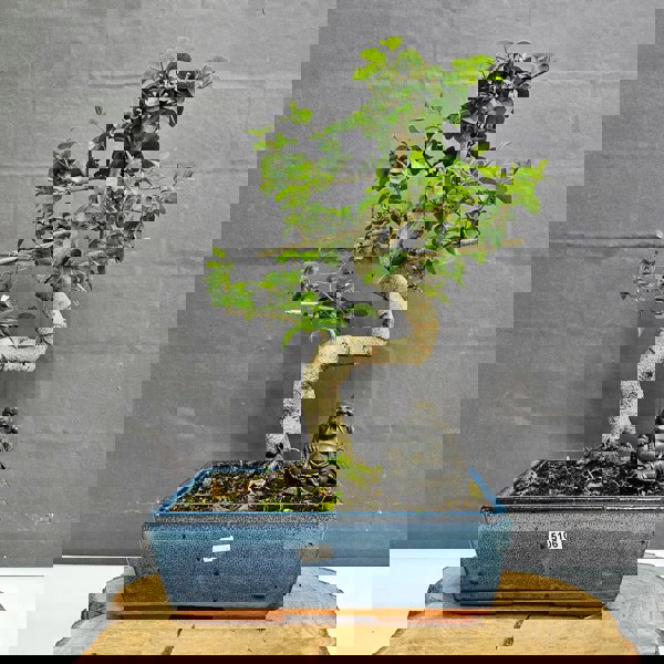 Yorkshire Bonsai Chinese Privet (Ligustrum Sinense) Bonsai Tree | Shaped | In 25cm Pot