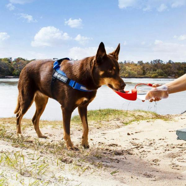 EzyDog Leaf Dog Water Bottle