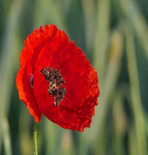 corn poppy red