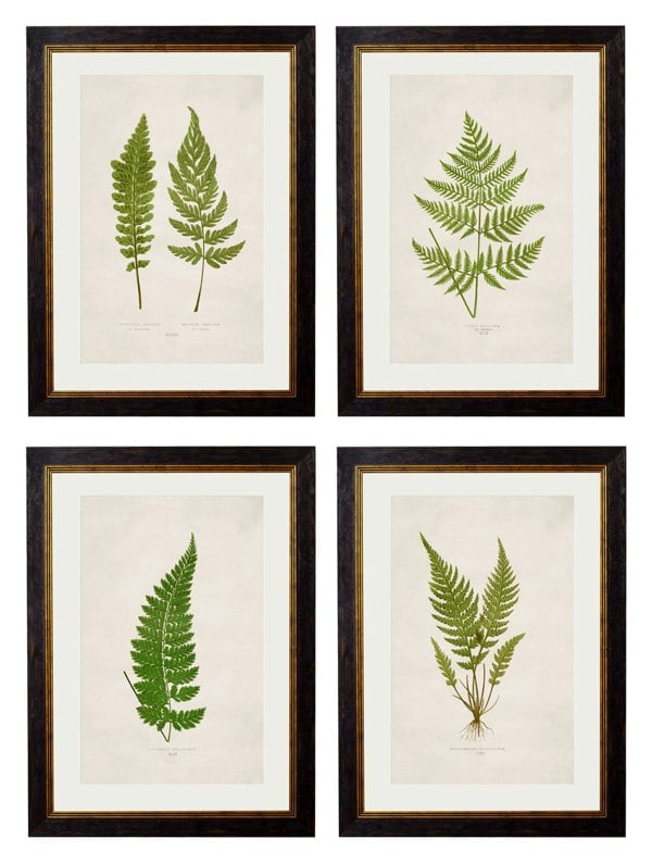 Exceptional Art c.1864 Collection of British Ferns